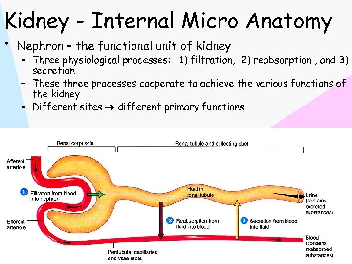 Kidney - Internal Micro Anatomy • Nephron – the functional unit of kidney –
