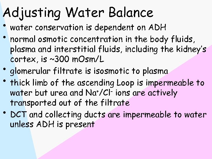 Adjusting Water Balance • water conservation is dependent on ADH • normal osmotic concentration