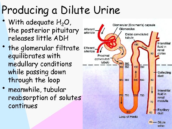 Producing a Dilute Urine • With adequate H 2 O, • • the posterior