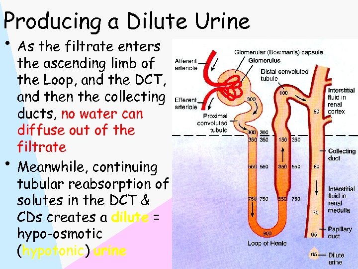 Producing a Dilute Urine • As the filtrate enters • the ascending limb of