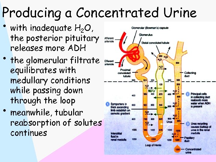 Producing a Concentrated Urine • with inadequate H 2 O, • • the posterior