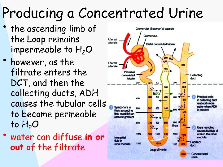 Producing a Concentrated Urine • the ascending limb of • • the Loop remains