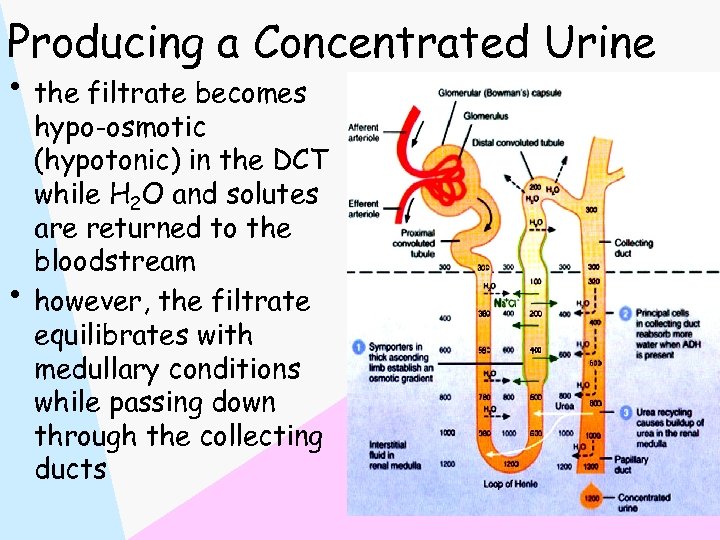 Producing a Concentrated Urine • the filtrate becomes • hypo-osmotic (hypotonic) in the DCT