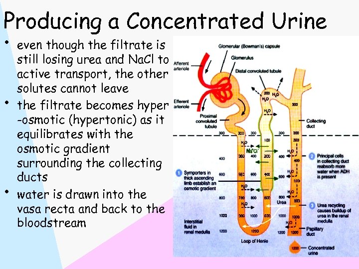 Producing a Concentrated Urine • • • even though the filtrate is still losing