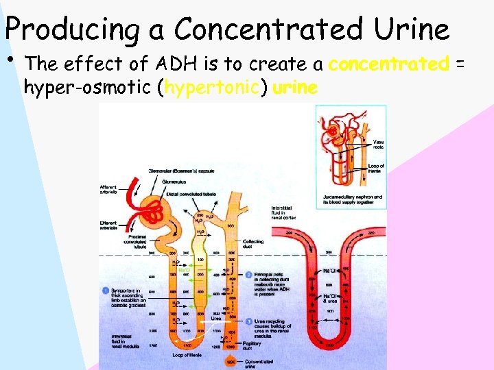 Producing a Concentrated Urine • The effect of ADH is to create a concentrated