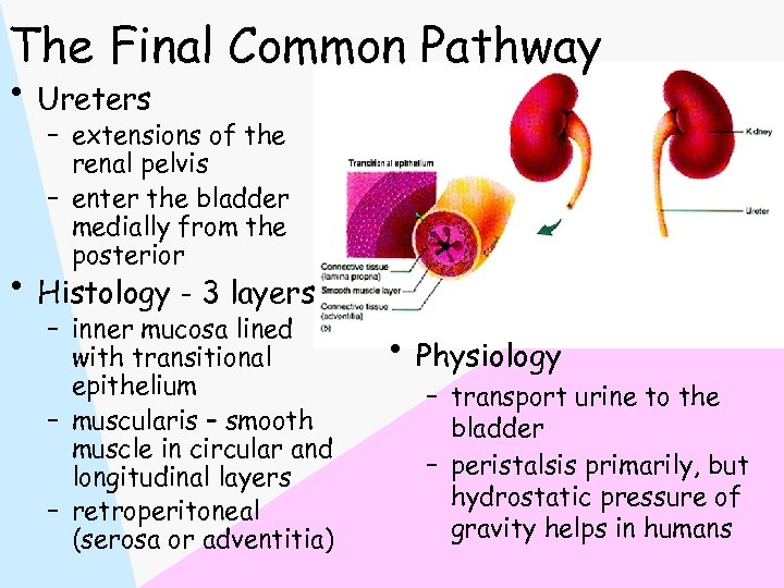 The Final Common Pathway • Ureters – extensions of the renal pelvis – enter