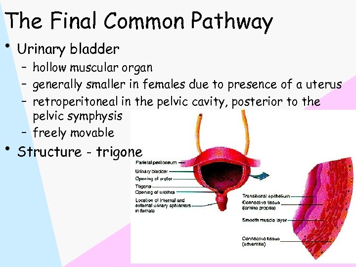 The Final Common Pathway • Urinary bladder – hollow muscular organ – generally smaller
