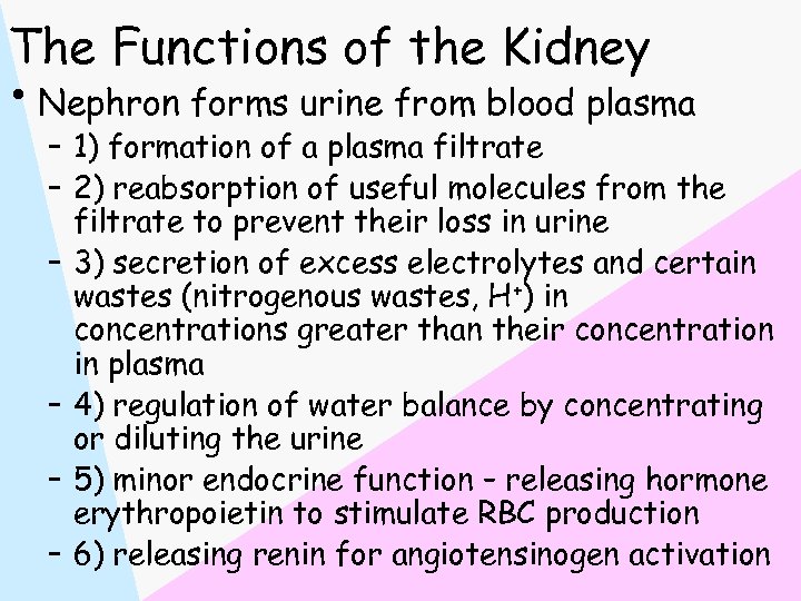 The Functions of the Kidney • Nephron forms urine from blood plasma – 1)