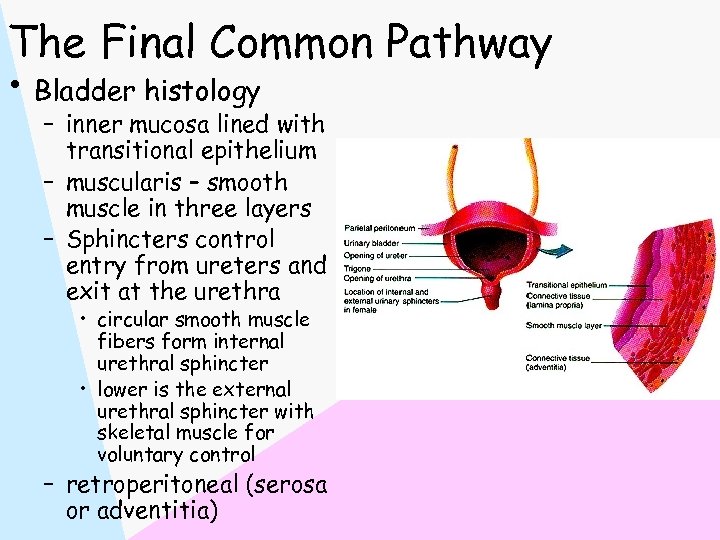 The Final Common Pathway • Bladder histology – inner mucosa lined with transitional epithelium
