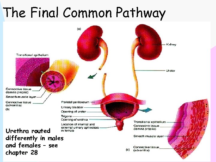 The Final Common Pathway Urethra routed differently in males and females – see chapter