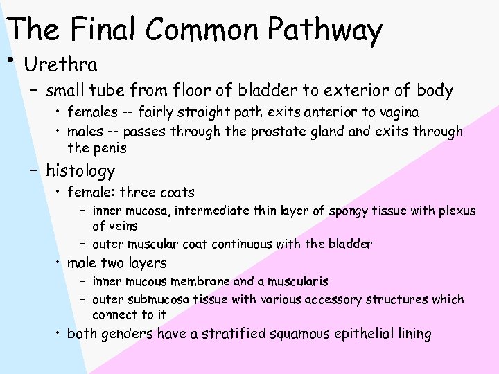 The Final Common Pathway • Urethra – small tube from floor of bladder to