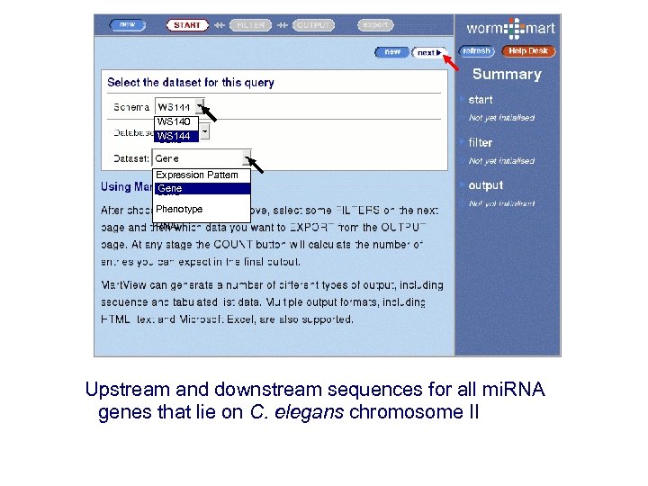 WS 140 WS 144 Gene Expression Pattern Gene Phenotype RNAi Upstream and downstream sequences