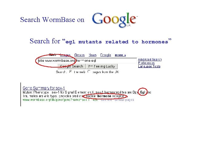 Search Worm. Base on Search for “egl mutants related to hormones” 
