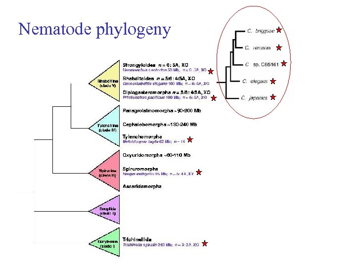 Nematode phylogeny 