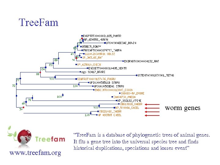 Tree. Fam worm genes www. treefam. org “Tree. Fam is a database of phylogenetic