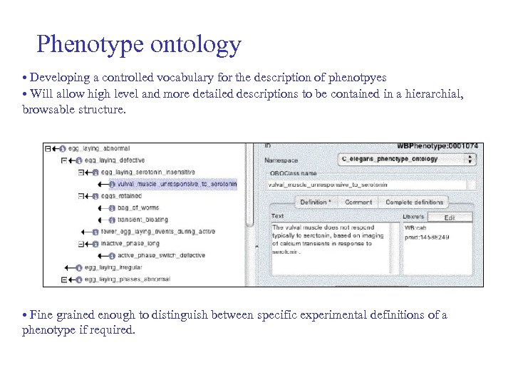 Phenotype ontology • Developing a controlled vocabulary for the description of phenotpyes • Will