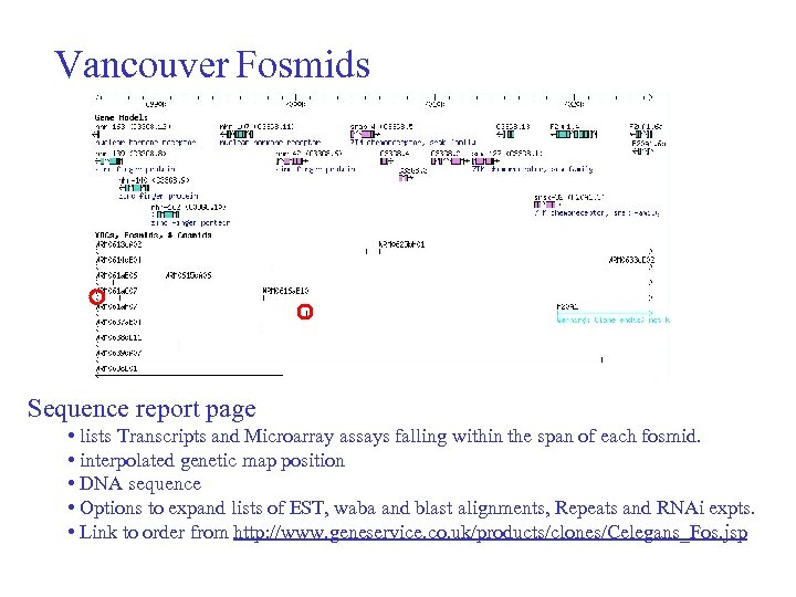 Vancouver Fosmids Sequence report page • lists Transcripts and Microarray assays falling within the