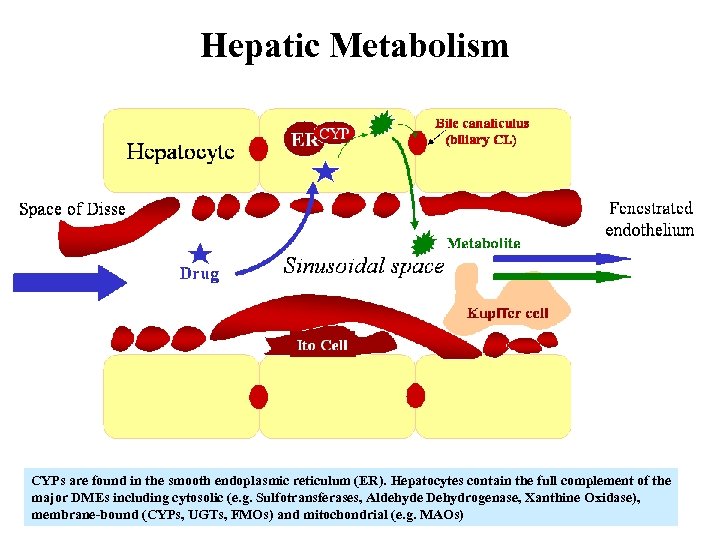 Hepatic Metabolism CYPs are found in the smooth endoplasmic reticulum (ER). Hepatocytes contain the