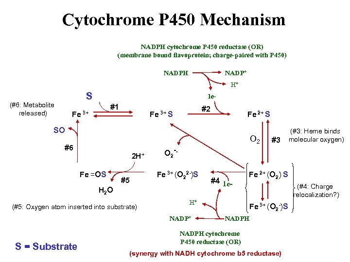 Cytochrome P 450 Mechanism NADPH cytochrome P 450 reductase (OR) (membrane bound flavoprotein; charge-paired