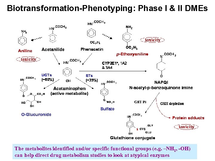Biotransformation-Phenotyping: Phase I & II DMEs The metabolites identified and/or specific functional groups (e.