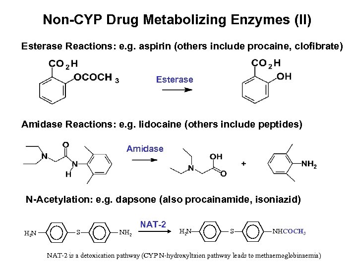 Non-CYP Drug Metabolizing Enzymes (II) Esterase Reactions: e. g. aspirin (others include procaine, clofibrate)