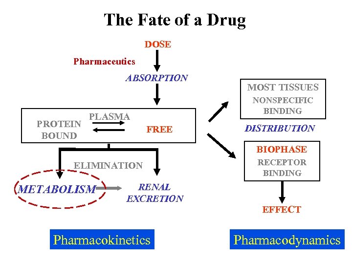The Fate of a Drug DOSE Pharmaceutics ABSORPTION PROTEIN BOUND MOST TISSUES NONSPECIFIC BINDING