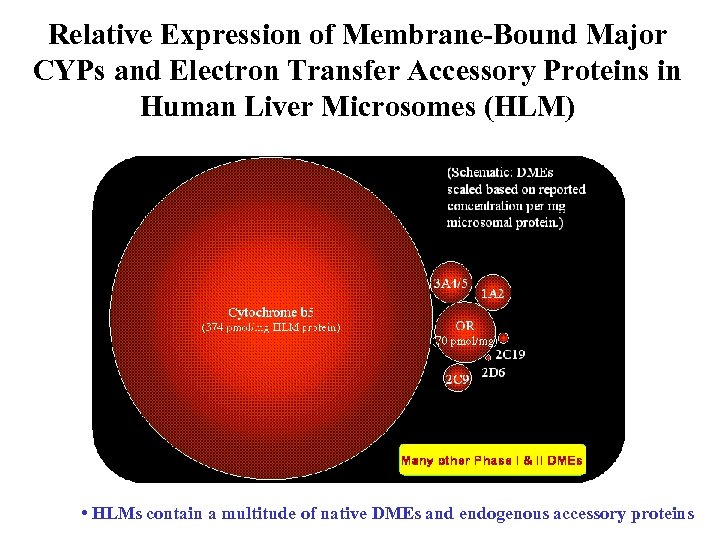 Relative Expression of Membrane-Bound Major CYPs and Electron Transfer Accessory Proteins in Human Liver