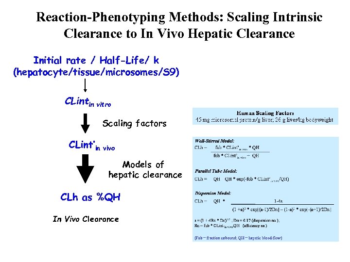 Reaction-Phenotyping Methods: Scaling Intrinsic Clearance to In Vivo Hepatic Clearance Initial rate / Half-Life/