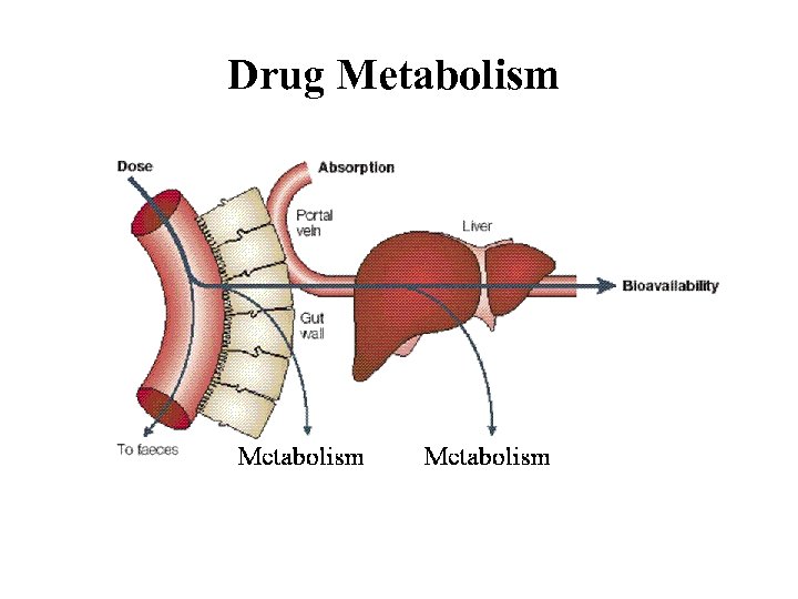 Drug Metabolism 