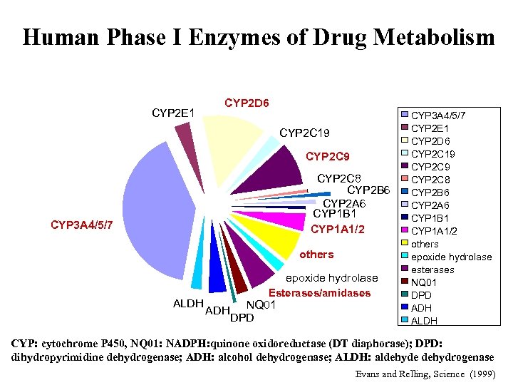 Human Phase I Enzymes of Drug Metabolism CYP 2 E 1 CYP 2 D