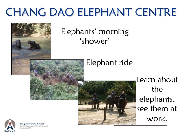 CHANG DAO ELEPHANT CENTRE Elephants’ morning ‘shower’ Elephant ride Learn about the elephants, see