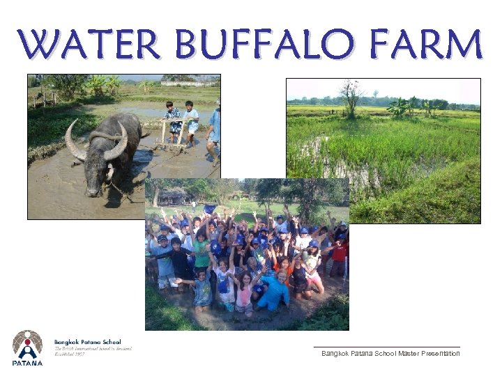 WATER BUFFALO FARM Bangkok Patana School Master Presentation 