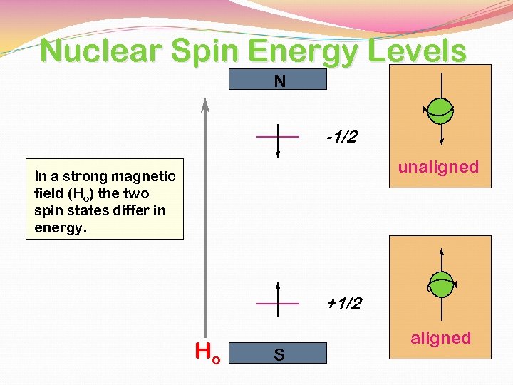 Nuclear Spin Energy Levels N -1/2 unaligned In a strong magnetic field (Ho) the