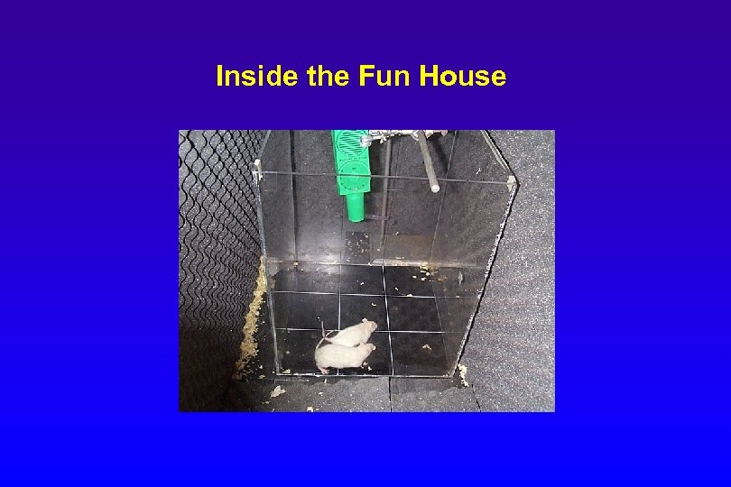 Inside the Fun House 