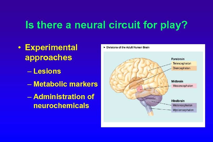 Is there a neural circuit for play? • Experimental approaches – Lesions – Metabolic
