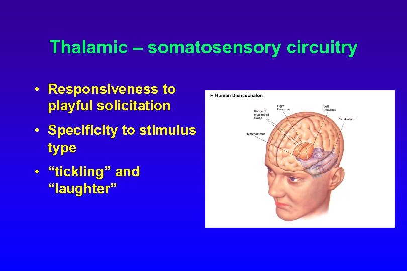 Thalamic – somatosensory circuitry • Responsiveness to playful solicitation • Specificity to stimulus type