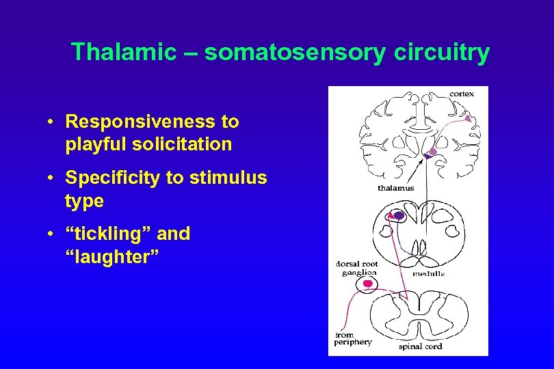 Thalamic – somatosensory circuitry • Responsiveness to playful solicitation • Specificity to stimulus type