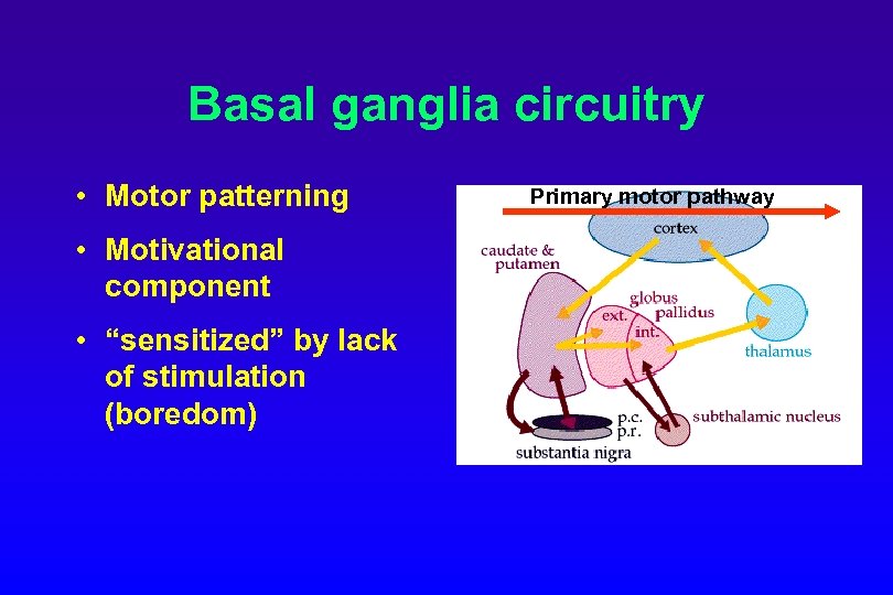 Basal ganglia circuitry • Motor patterning • Motivational component • “sensitized” by lack of