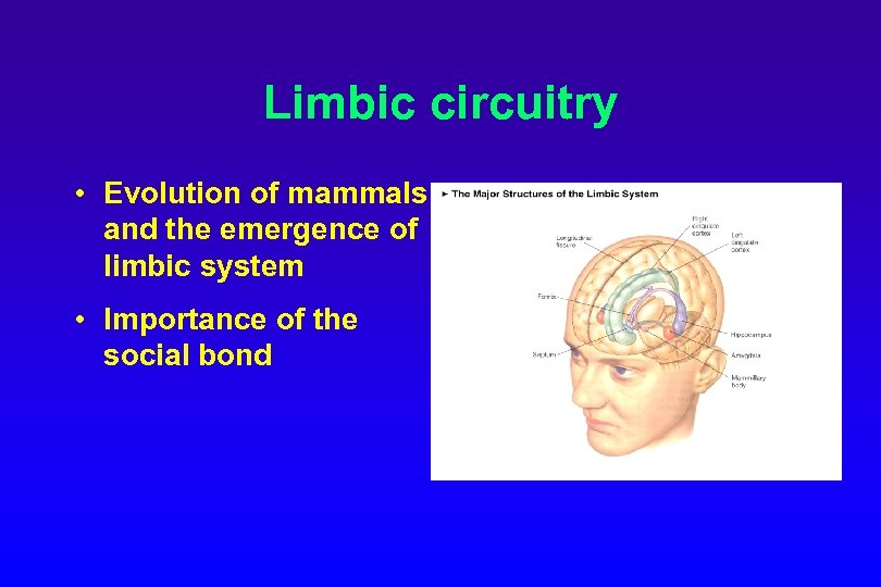 Limbic circuitry • Evolution of mammals and the emergence of limbic system • Importance