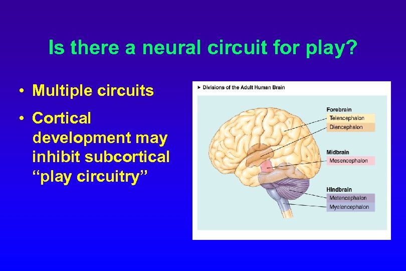 Is there a neural circuit for play? • Multiple circuits • Cortical development may