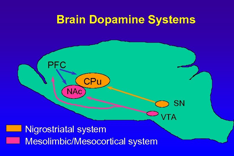 Brain Dopamine Systems PFC CPu NAc SN VTA Nigrostriatal system Mesolimbic/Mesocortical system 
