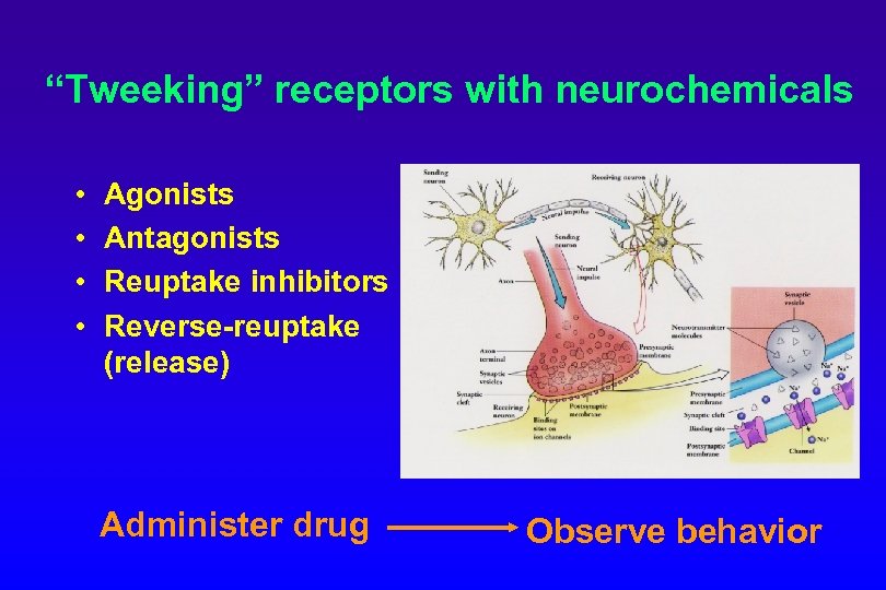 “Tweeking” receptors with neurochemicals • • Agonists Antagonists Reuptake inhibitors Reverse-reuptake (release) Administer drug