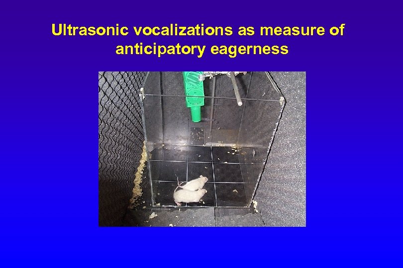 Ultrasonic vocalizations as measure of anticipatory eagerness 
