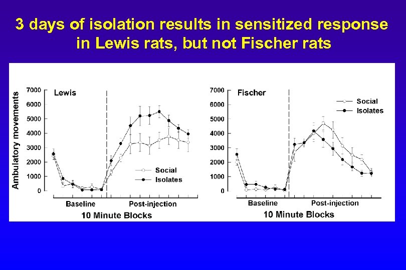 3 days of isolation results in sensitized response in Lewis rats, but not Fischer