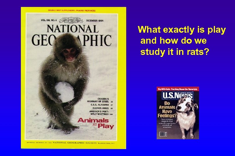 What exactly is play and how do we study it in rats? 