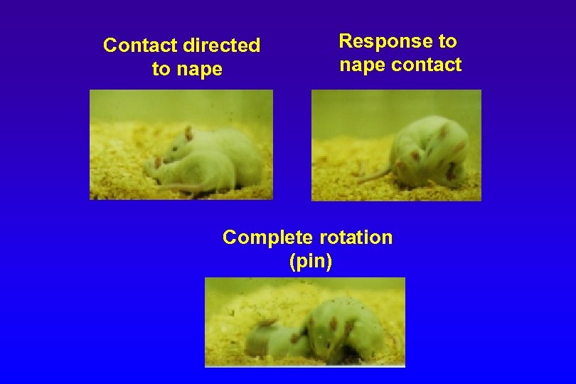 Contact directed to nape Response to nape contact Complete rotation (pin) 