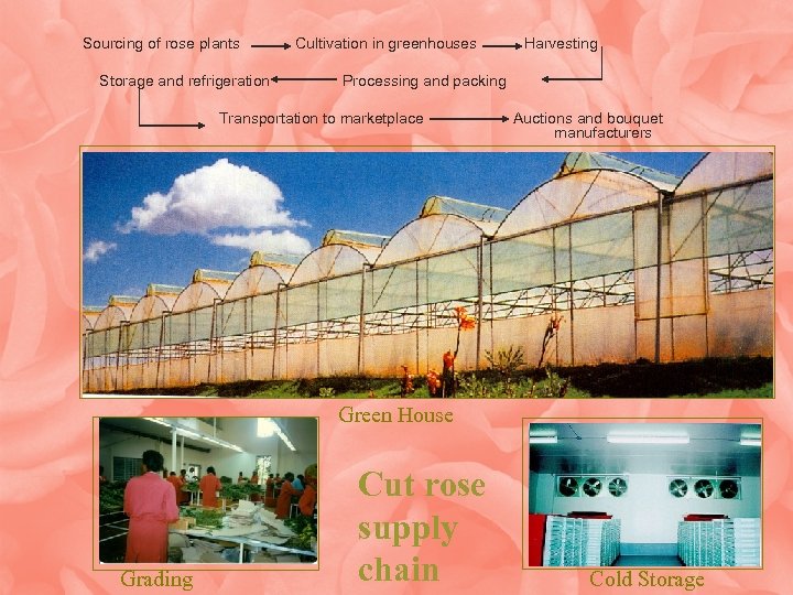 Sourcing of rose plants Storage and refrigeration Cultivation in greenhouses Harvesting Processing and packing