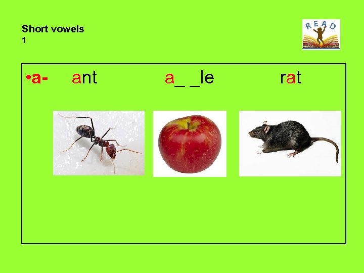 Short vowels 1 • a- ant a_ _le rat 