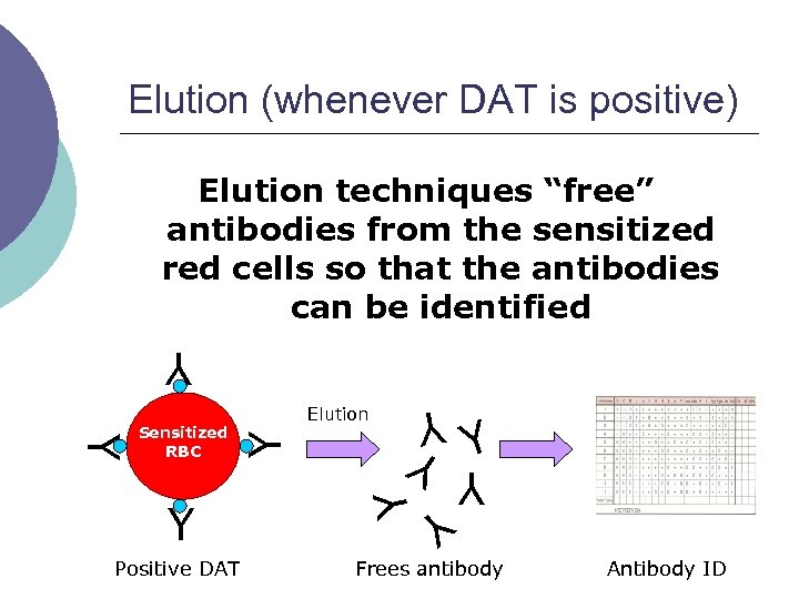 Elution (whenever DAT is positive) Elution techniques “free” antibodies from the sensitized red cells