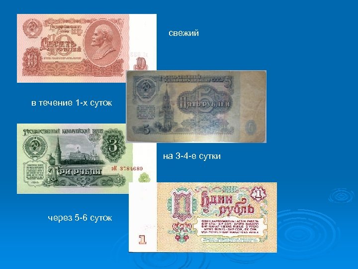 свежий в течение 1 -х суток на 3 -4 -е сутки через 5 -6